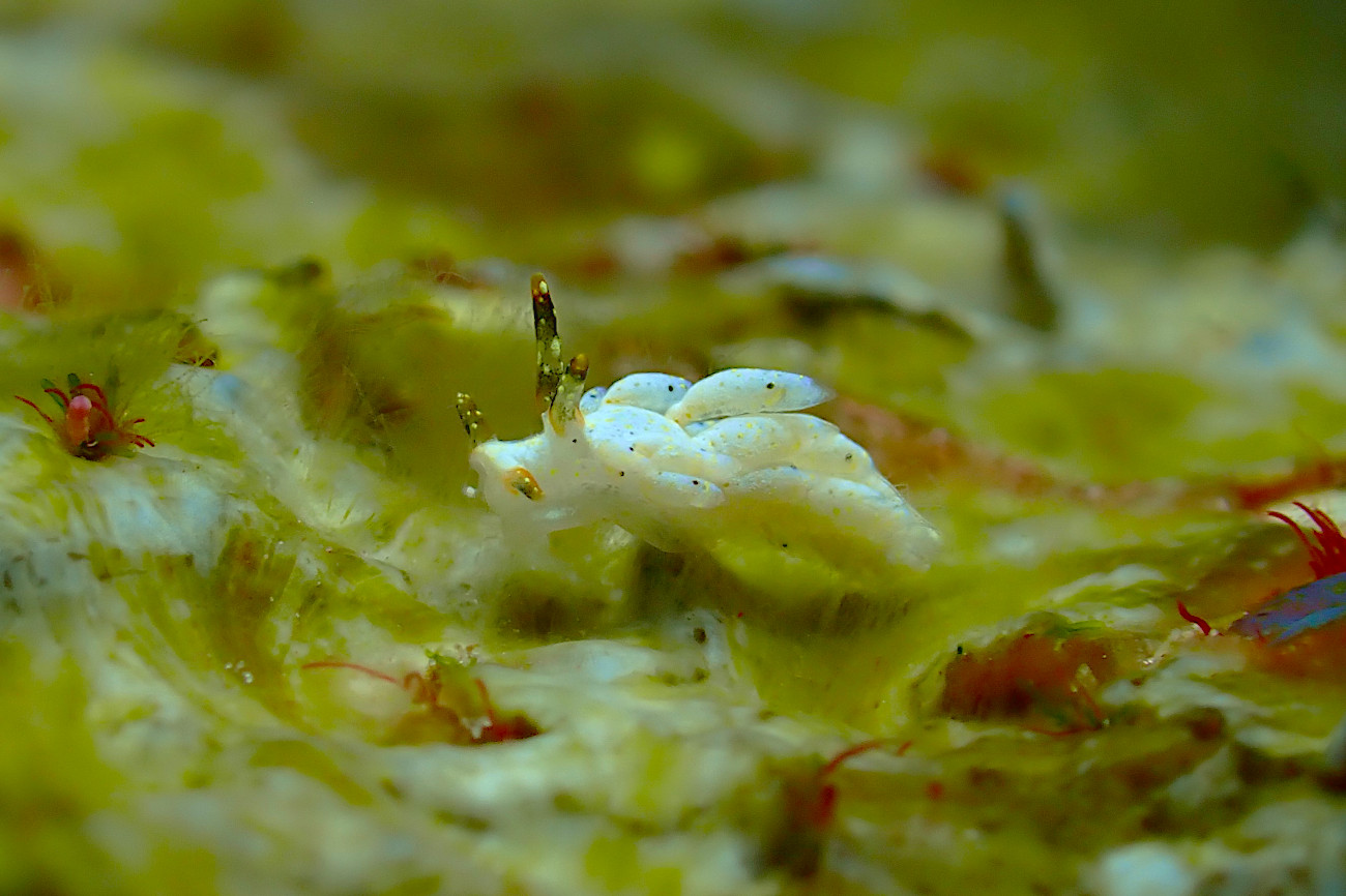 シロタエミノウミウシ属の一種73