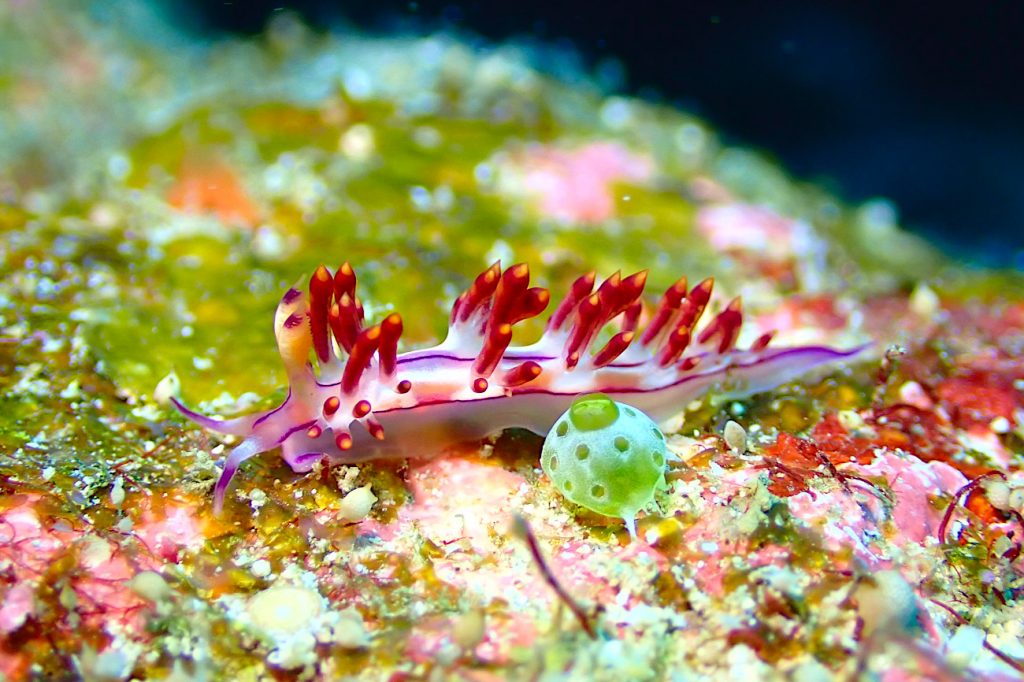 コリュフェリナ・フラムマ