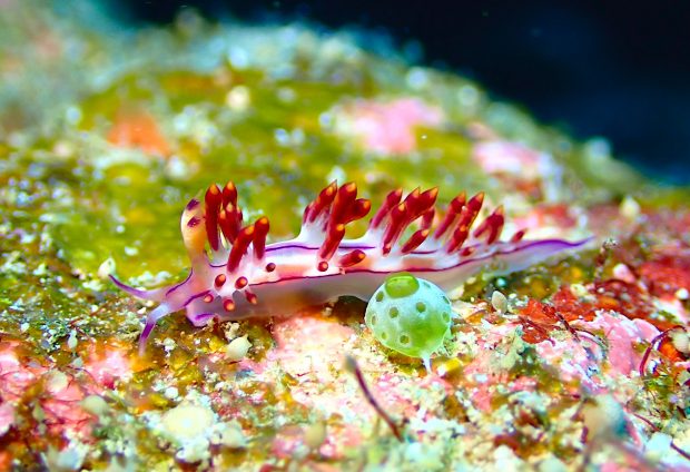 コリュフェリナ・フラムマ