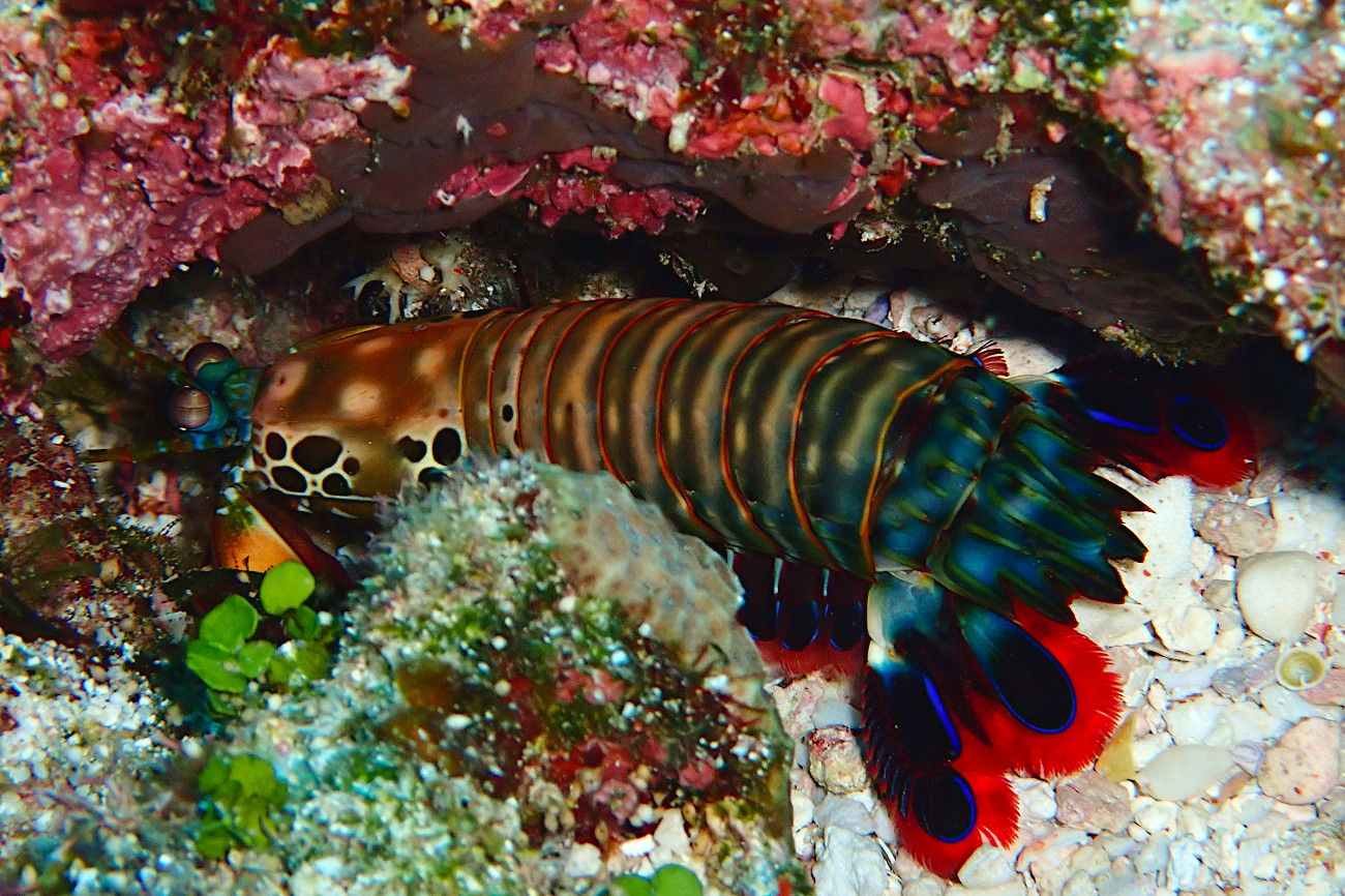 モンハナシャコ