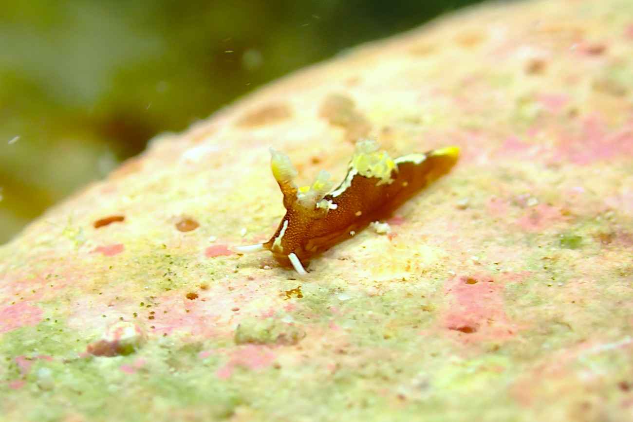 モウサンウミウシ