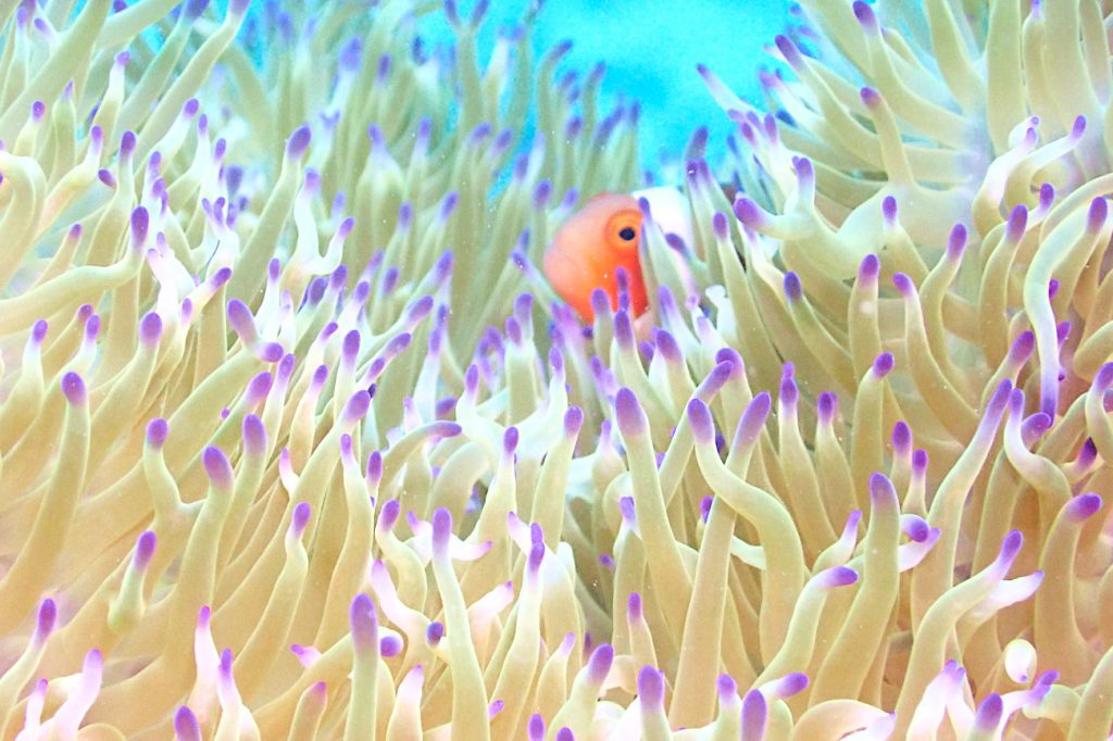 カクレクマノミ