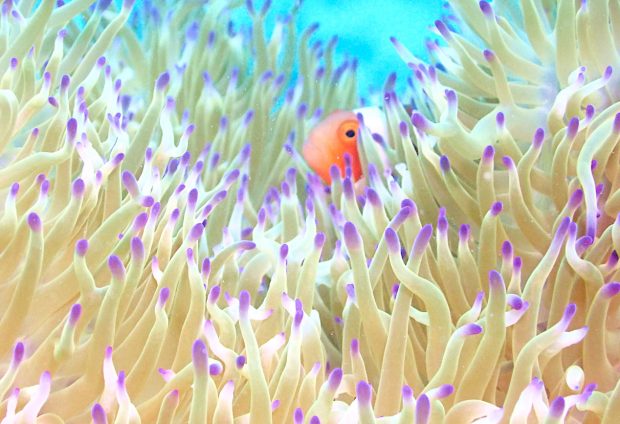 カクレクマノミ