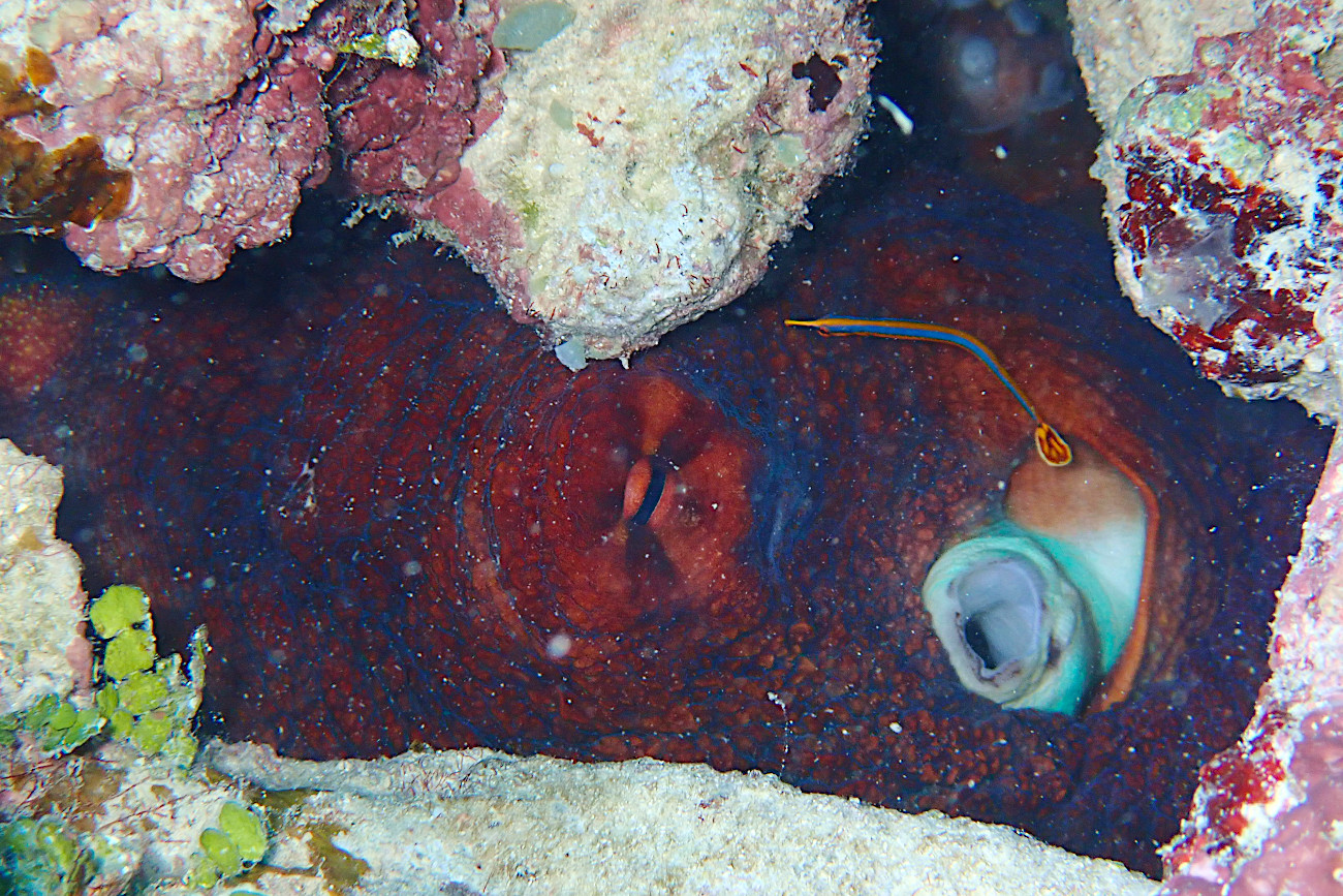 ヒバシヨウジとタコ