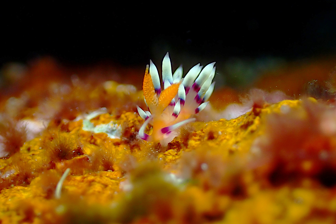 アデヤカミノウミウシ