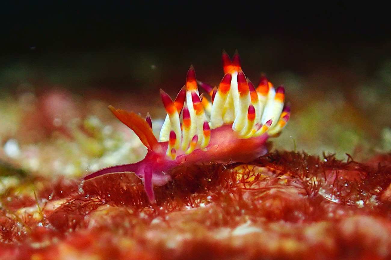 ツマベニミノウミウシ