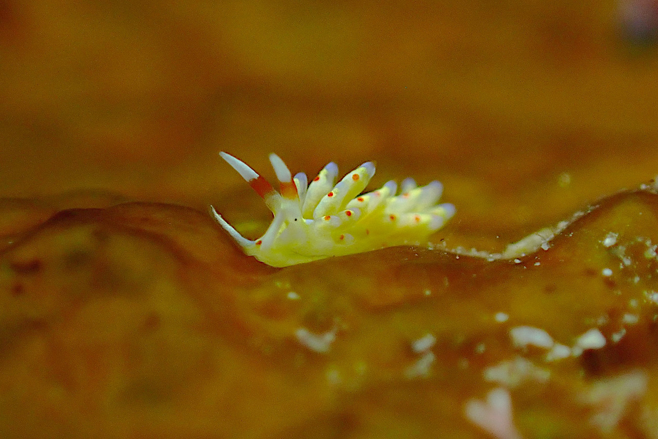 アカテンミノウミウシ