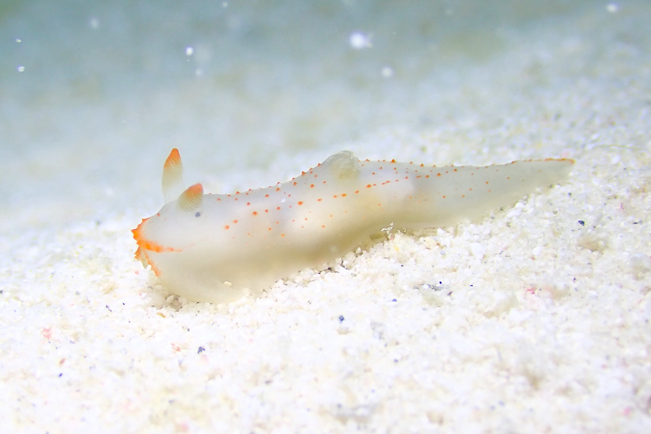 キヌハダウミウシ属の一種26?