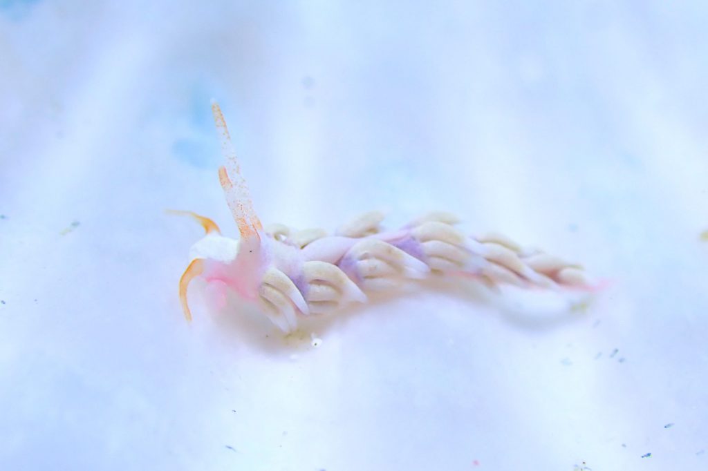 ハクトウミノウミウシ