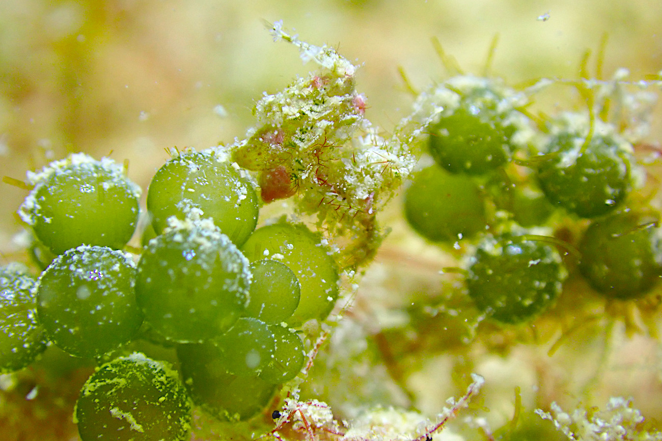 フィコカリス・シムランス