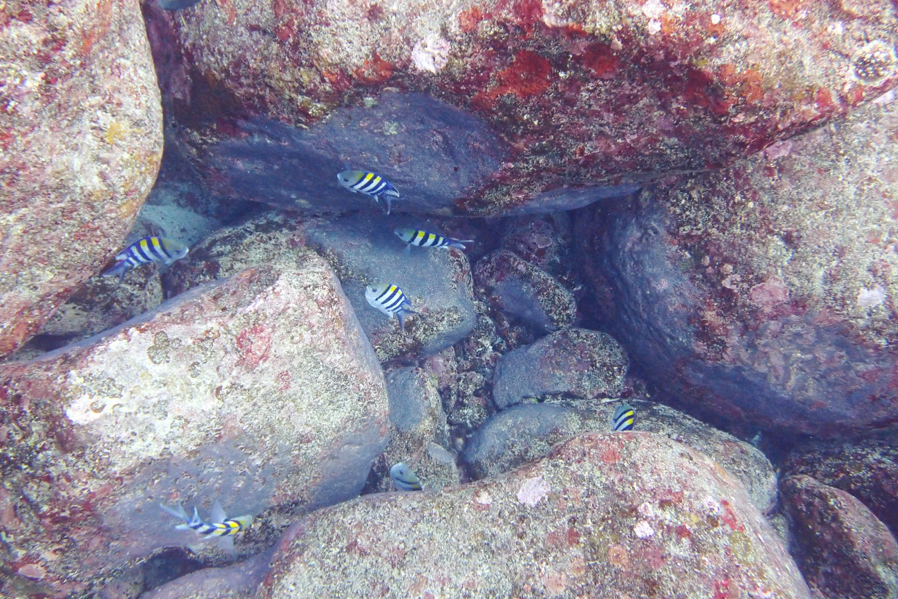 卵を守るオヤビッチャ
