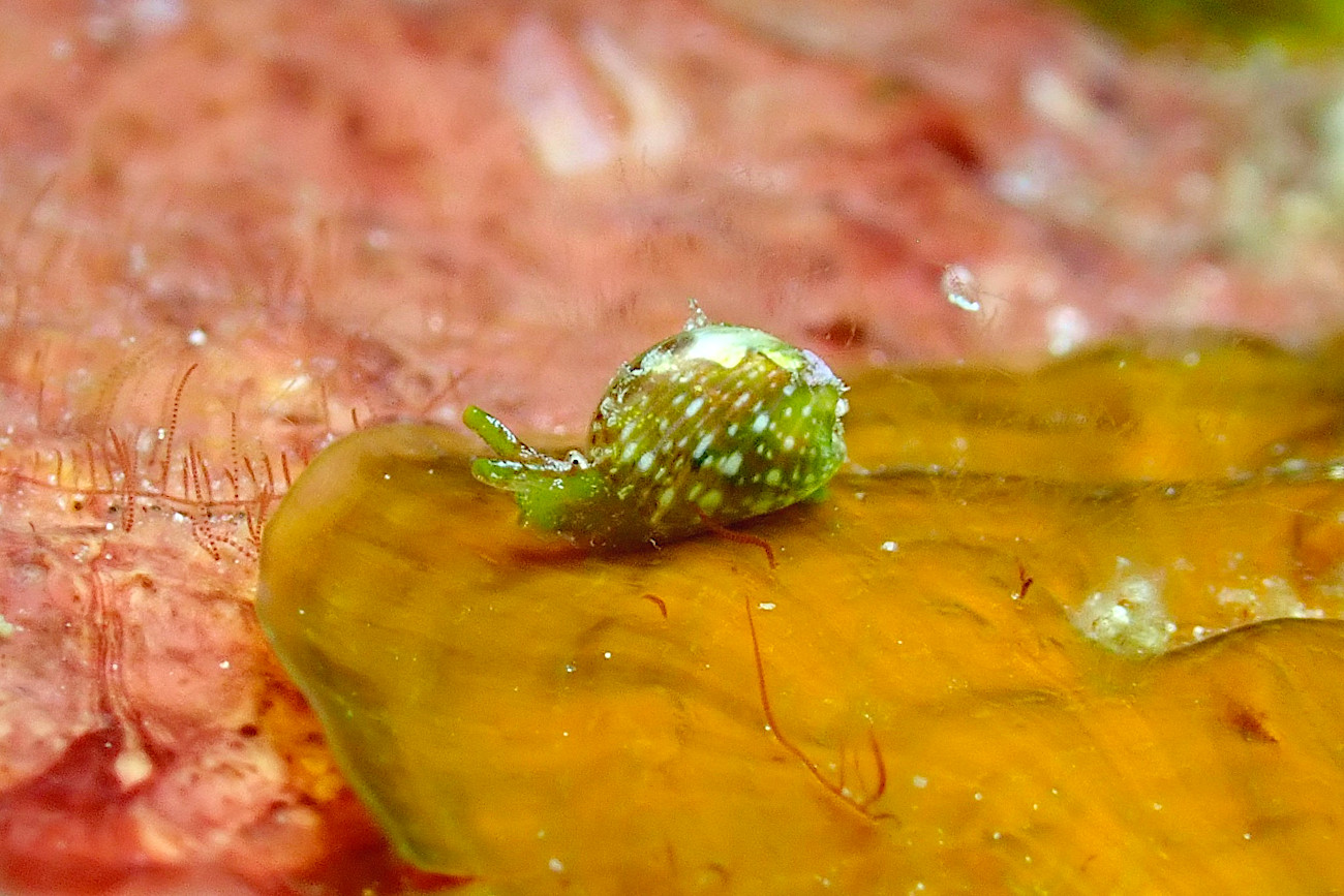 ゼブラユリヤガイ