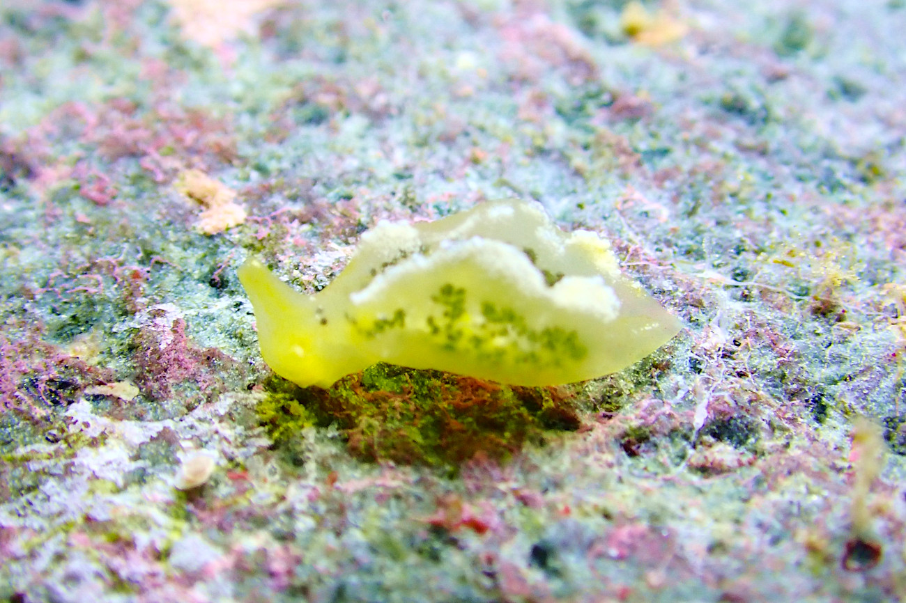 オトメミドリガイ