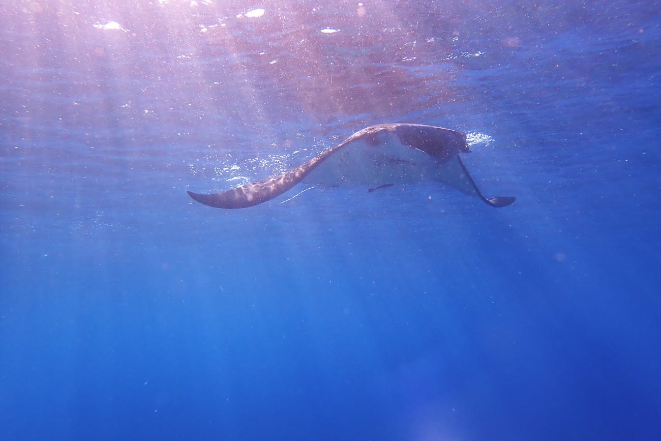 ナンヨウマンタ