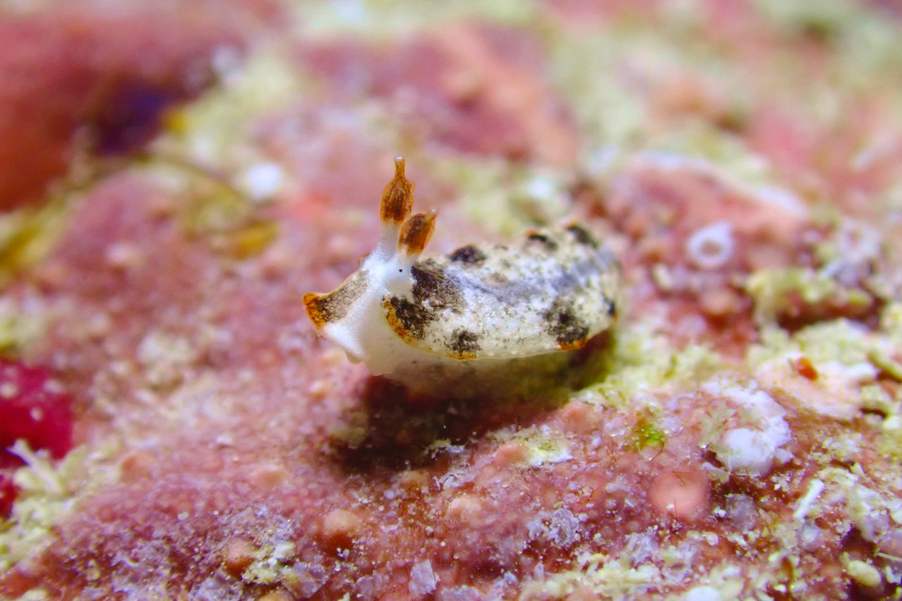 クチヒゲオトメウミウシ