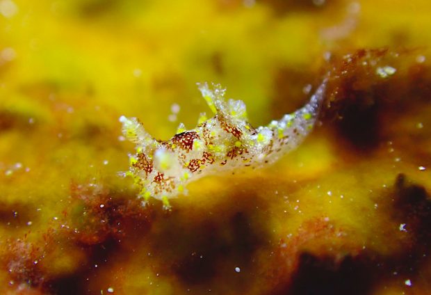 プロカモペルス・セイロニクス