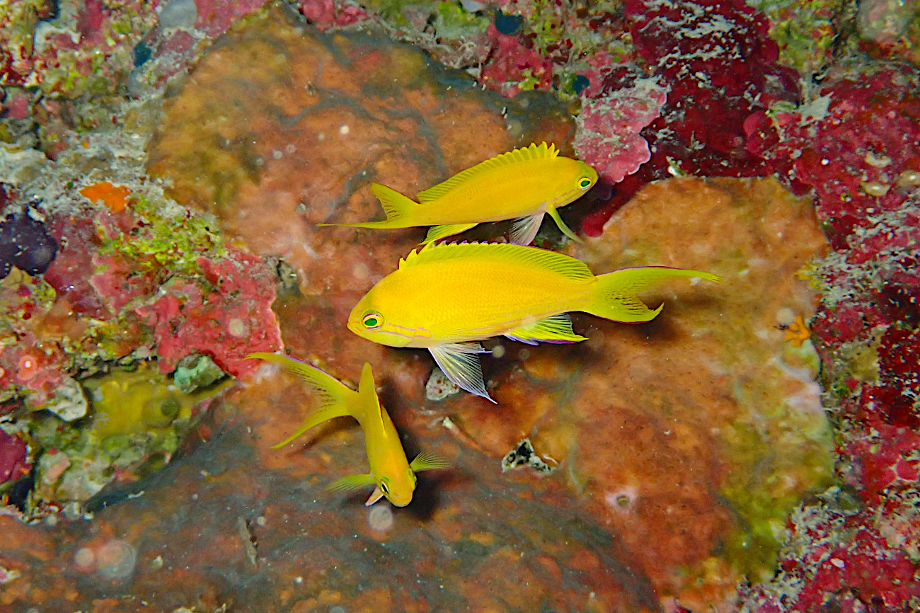 スミレナガハナダイのメス