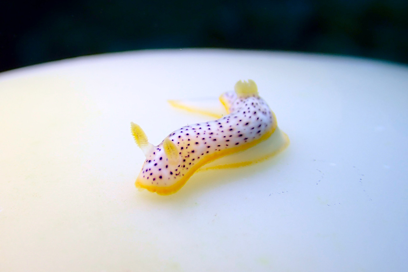 モンコウミウシ