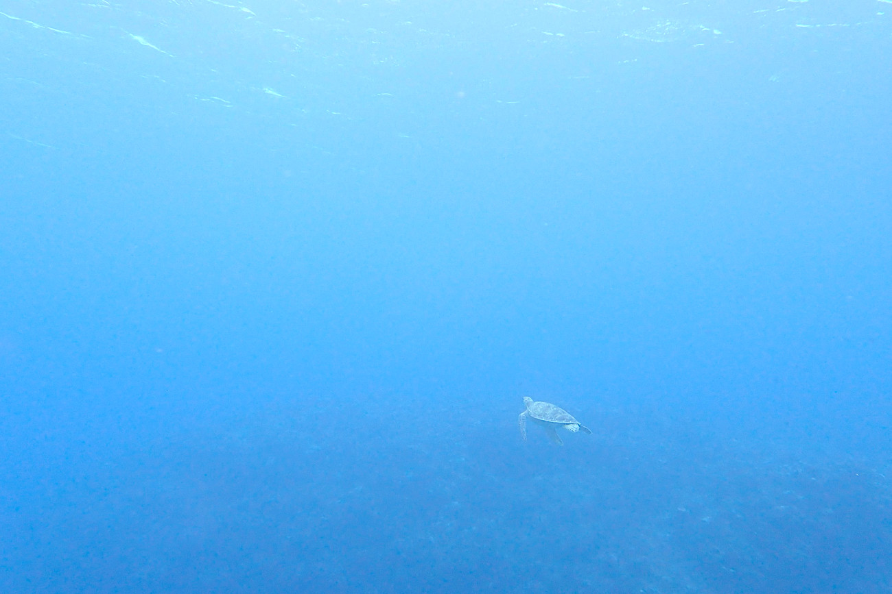 アオウミガメ
