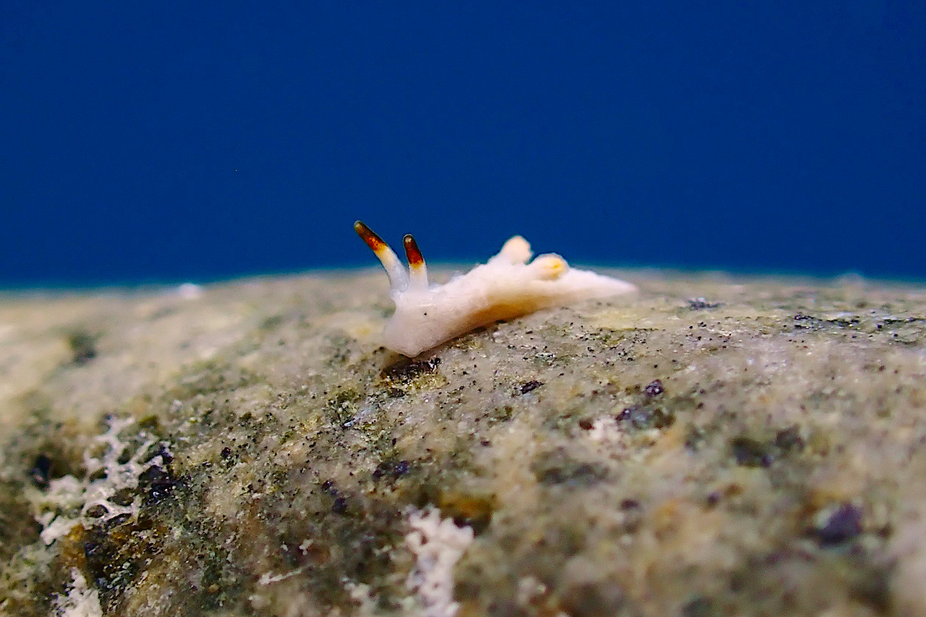 マーフィドーリス属の一種4