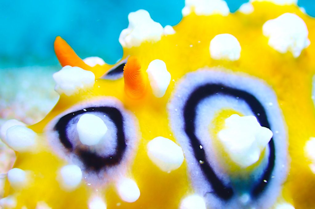 キイロイボウミウシ