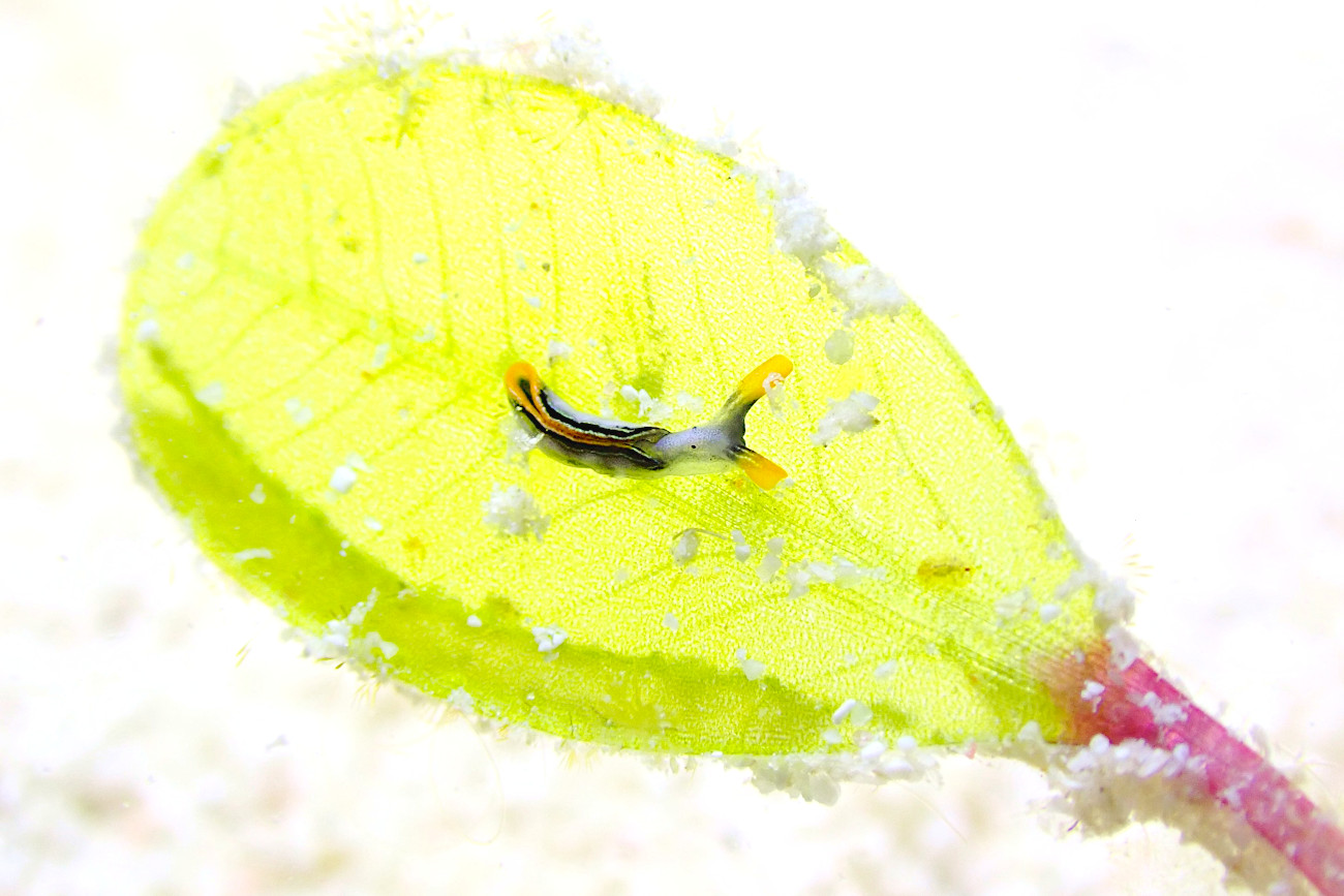 ハナミドリガイ