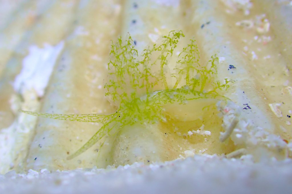 ハダカモウミウシ科の仲間