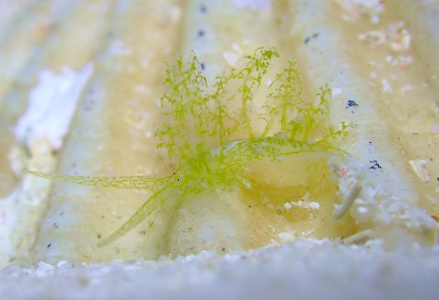 ハダカモウミウシ科の仲間