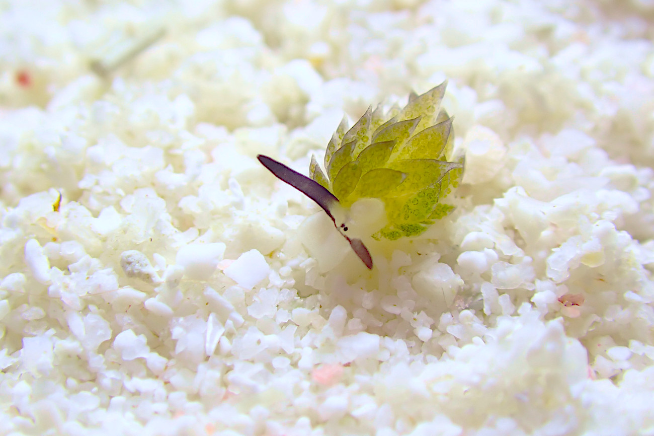 セジロモウミウシ