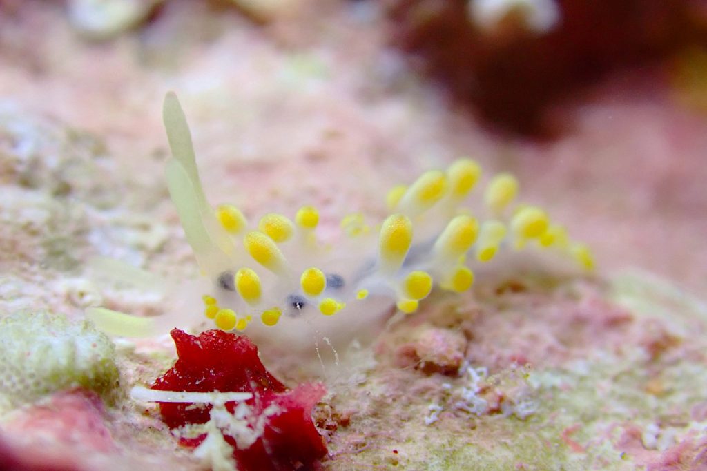 ハンターズイア・イマガワイ