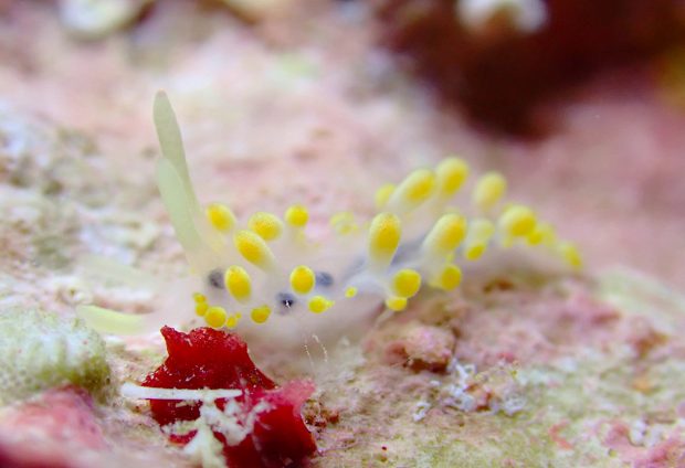 ハンターズイア・イマガワイ