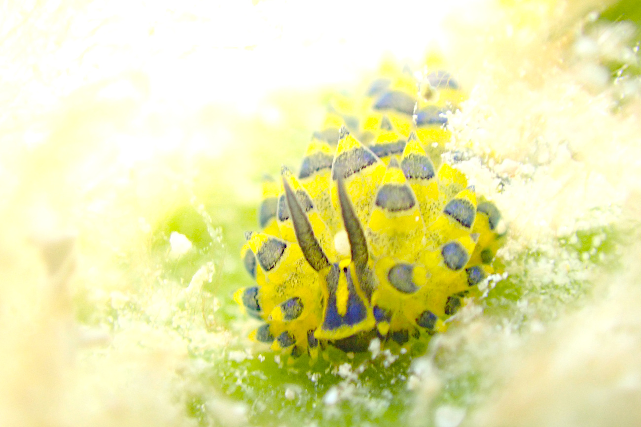 ミナミアオモウミウシ