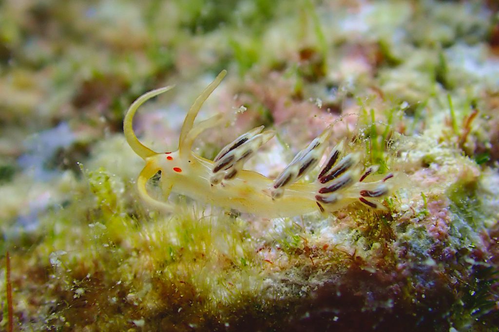 ハクセンミノウミウシ