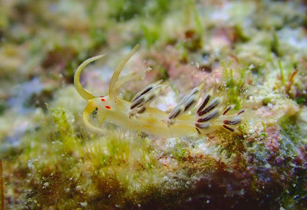 ハクセンミノウミウシ