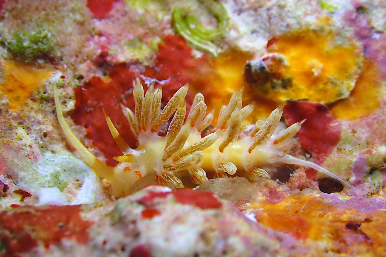 ハクセンミノウミウシ属の一種３