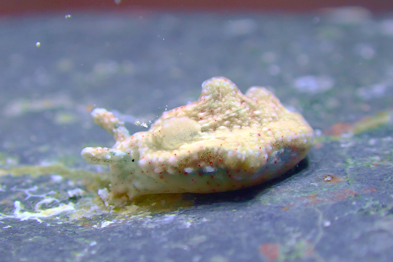 アカボシミドリガイ