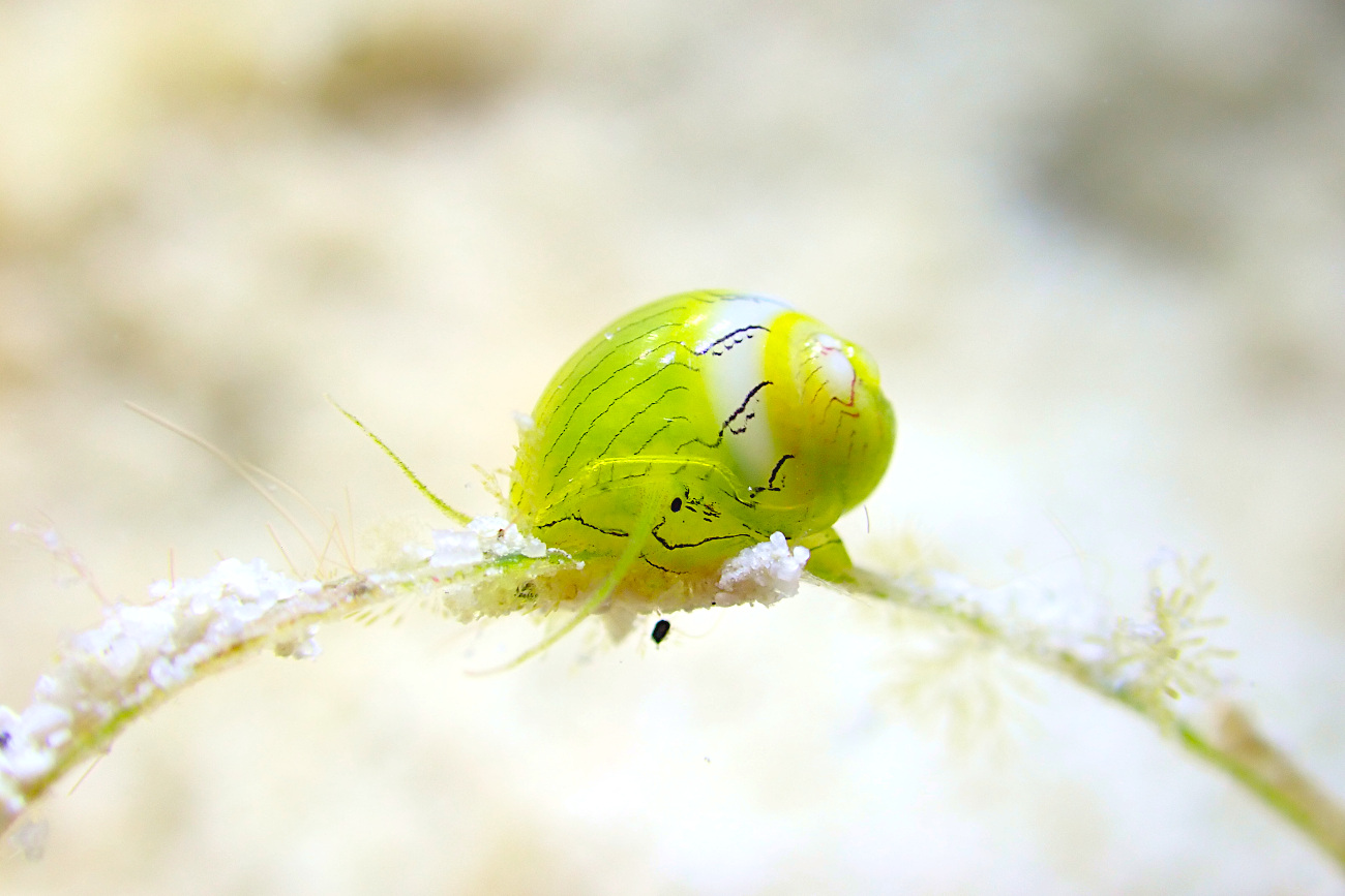 クサイロカノコ