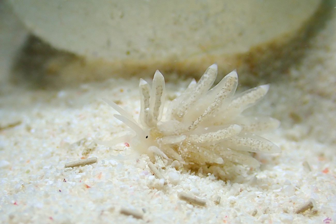 スナチゴミノウミウシ