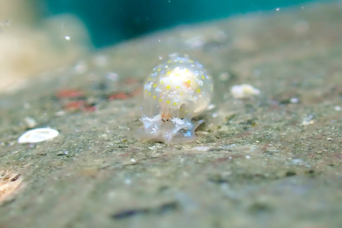今日もお初のウミウシ♪ | 沖縄久米島の少人数制ダイビングショップ