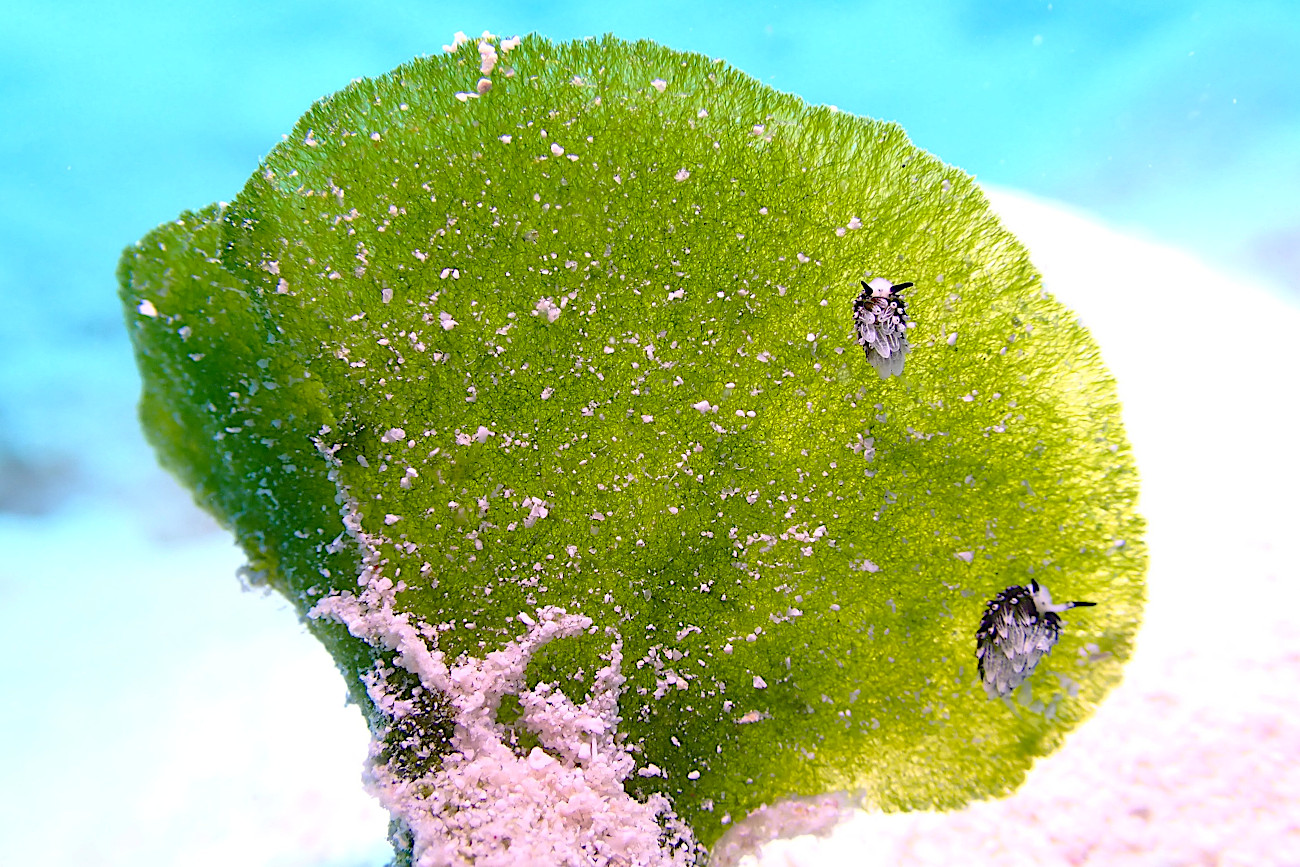 ウサギモウミウシ