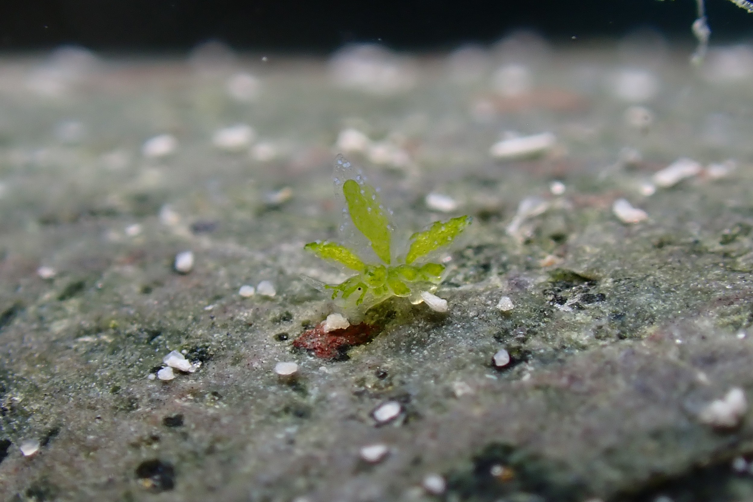 ハダカモウミウシ科の仲間