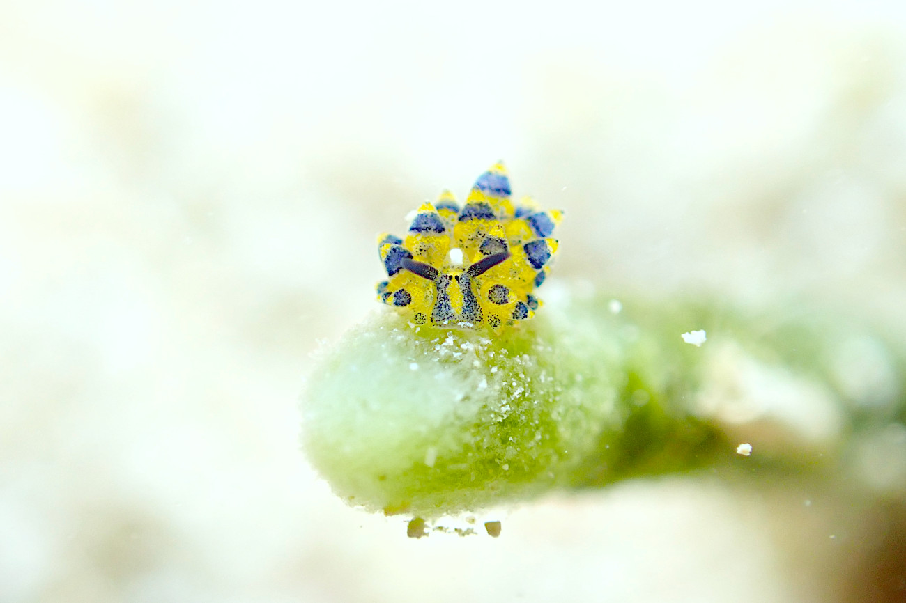 ミナミアオモウミウシ