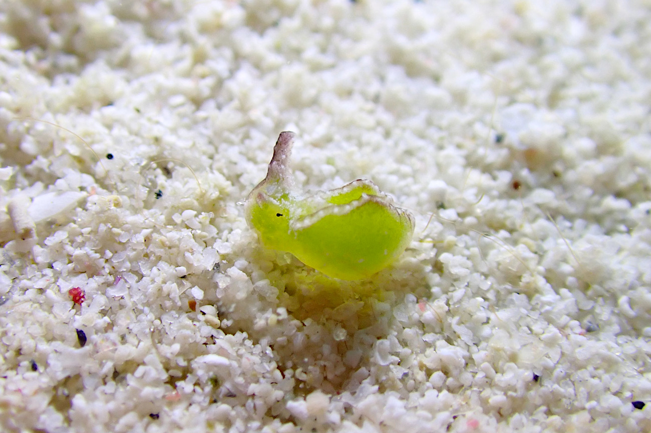 フチドリミドリガイ