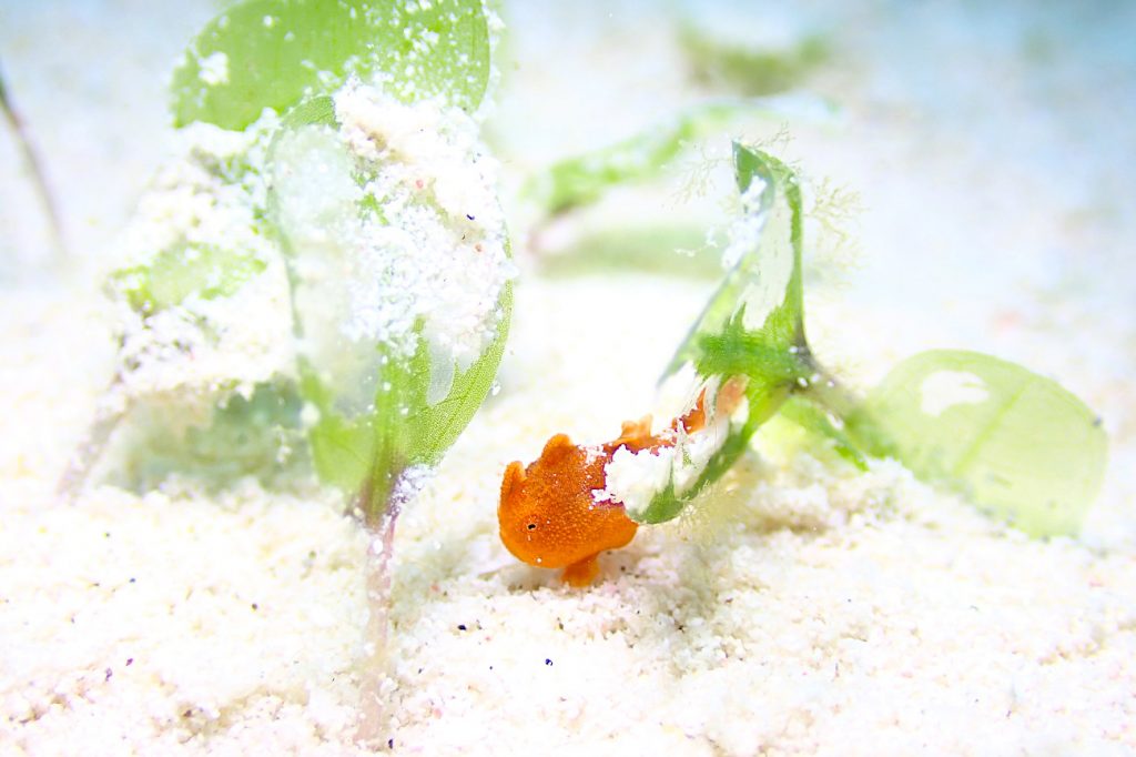 イロカエルアンコウ