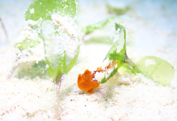 イロカエルアンコウ