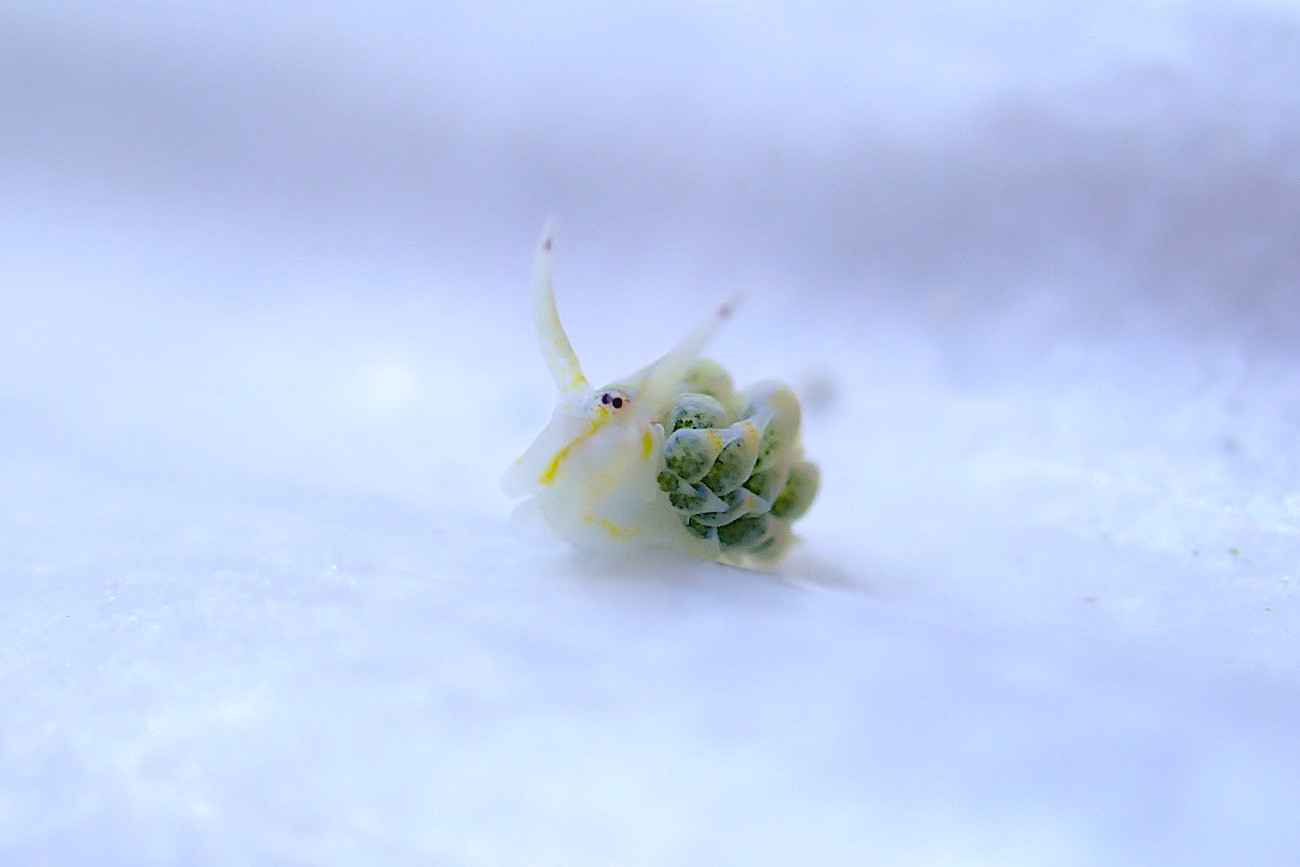 テングモウミウシ