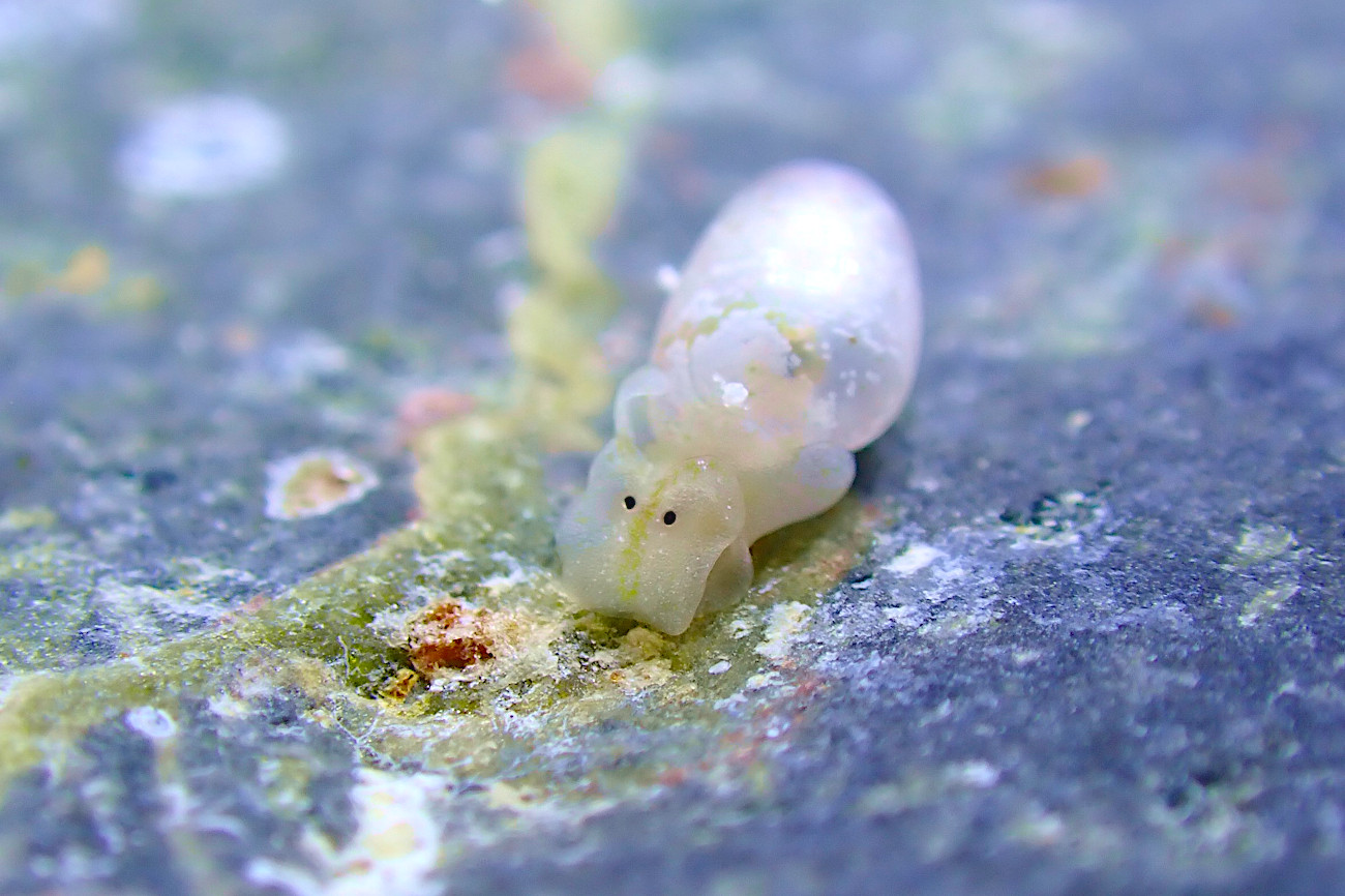 キバカイコガイ