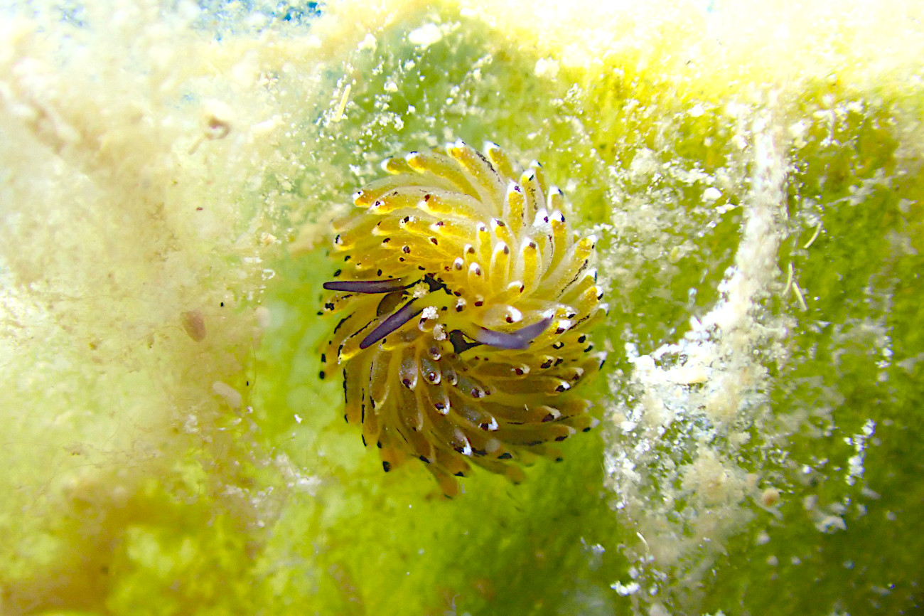 交接中のイリオモテモウミウシ