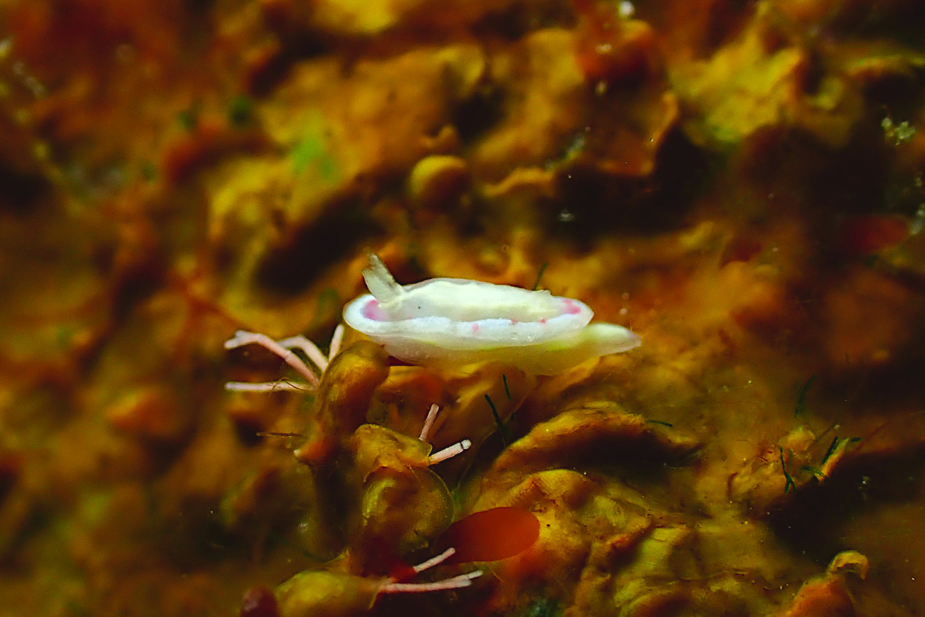 ウスフジイロウミウシ