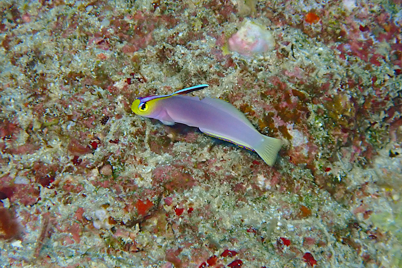 シコンハタタテハゼ